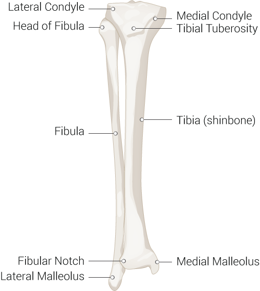 Tibia, Fibula, Fibular Notch, Lateral Malleolus, Medial Malleolus, Lateral Condyle, Medial Condyle, Tibial Tuberosity, Head of Fibula