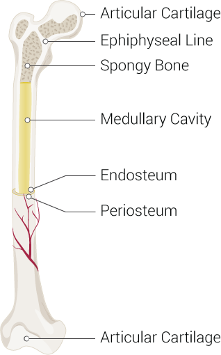 Bone Structure, Articular Cartilage, Ephiphyseal Line, Spongy Bone, Medullary Cavity, Endosteum, Periosteum