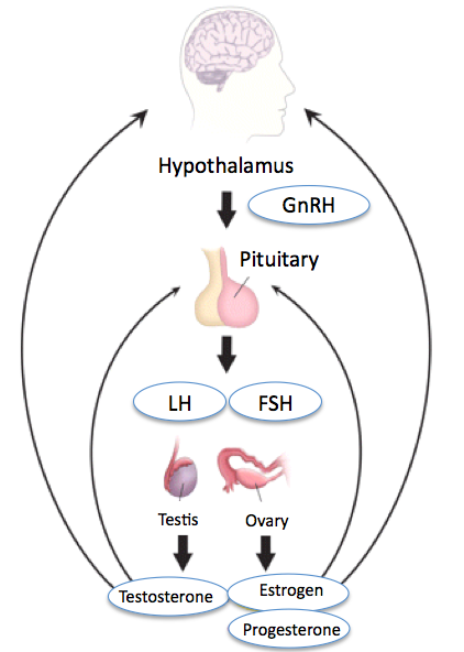 Hypothalamic-Pituitary-Gonadal Axis from http://www.dsdgenetics.org/index.php?id=48
