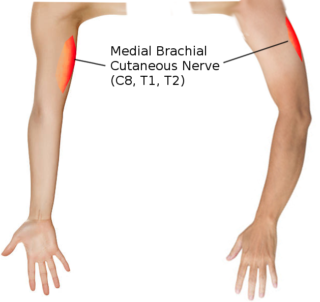 Medial brachial CN