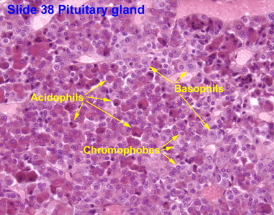 Pituitary Gland Cell Types