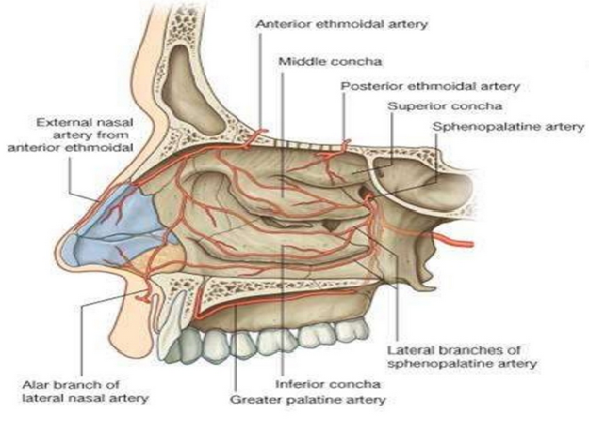 Nasal cavity vasculature