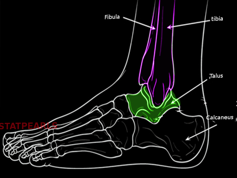 Ankle bones- Talus