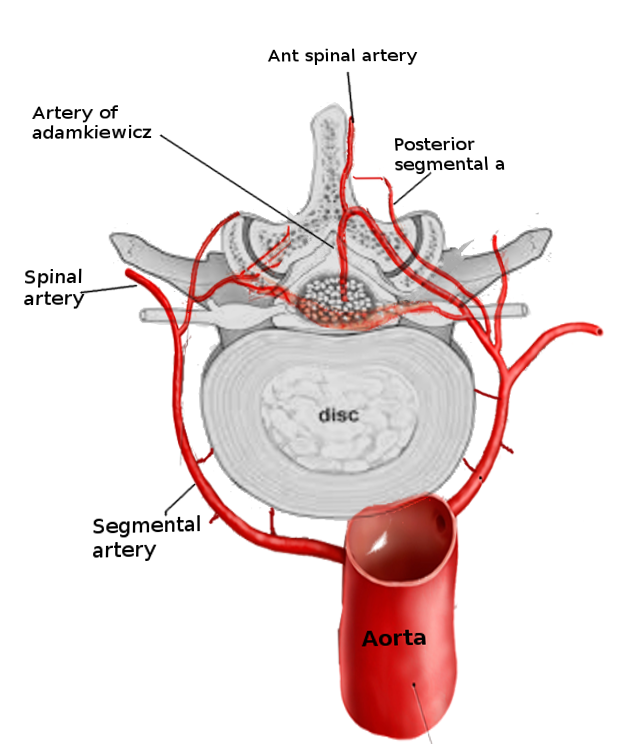 Vertebral blood supply