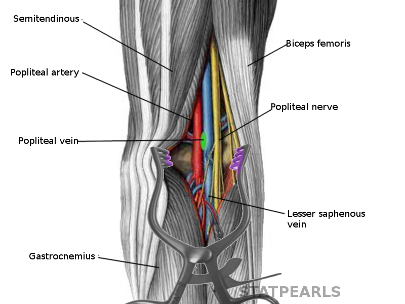 popliteal artery branches