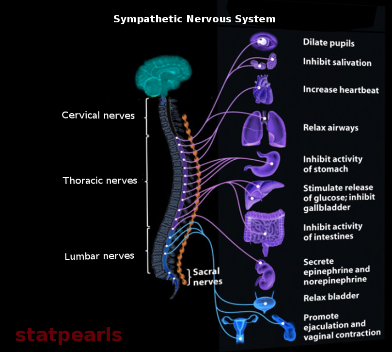 Neuroanatomy, Sympathetic Nervous System Article