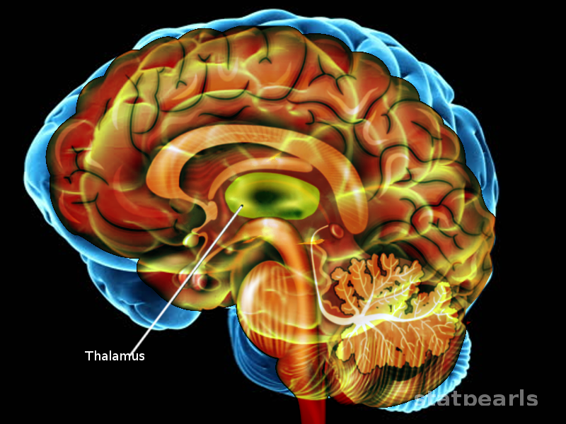 Что такое таламус. Таламус. Центры таламуса. Таламус в мозге. Таламус фото.