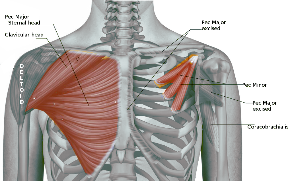 Anatomy Shoulder And Upper Limb Pectoral Muscles Article