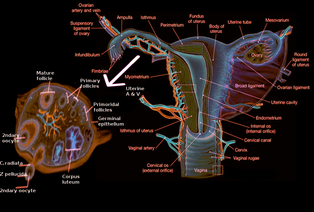Ovarian Fossa Anatomy