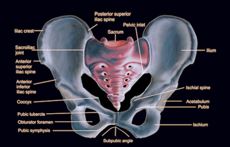 Anatomy Bony Pelvis And Lower Limb Pelvic Bones Article
