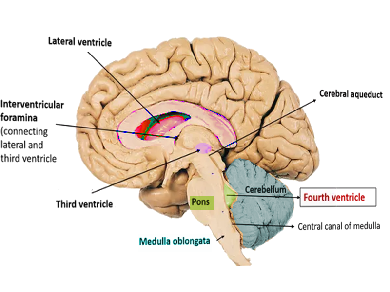 Neuroanatomy Fourth Ventricle Article