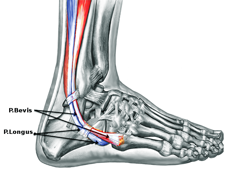 Anatomy, Bony Pelvis and Lower Limb, Calf Peroneus Longus Muscle