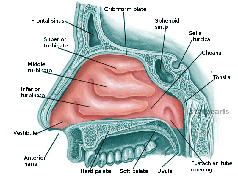 Nasal Anatomical Model Anatomy Of Nose And Paranasal Sinuses Of Frontal