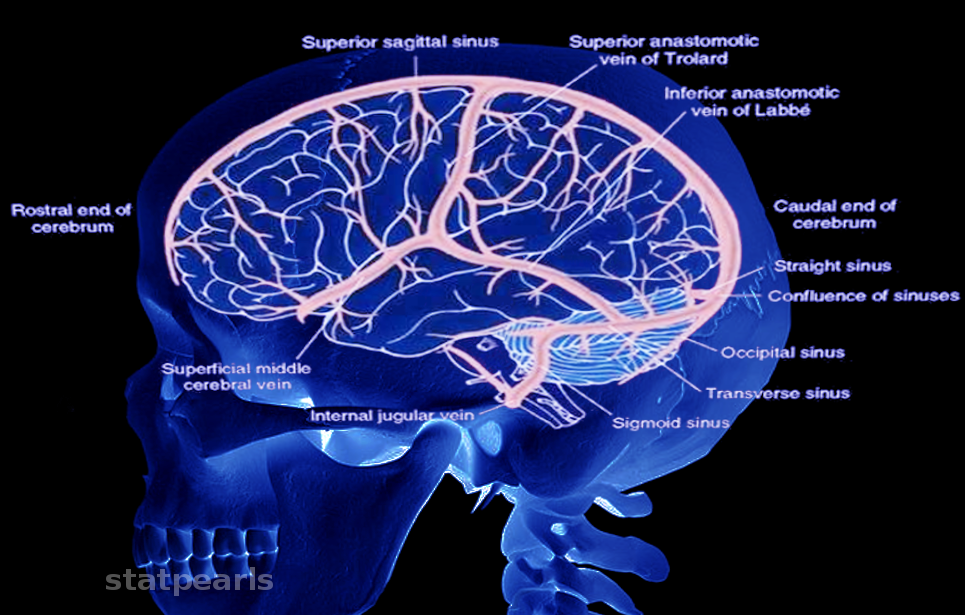 Neuroanatomy, Brain Veins Article - StatPearls