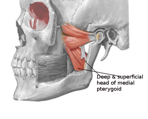 Anatomy, Head and Neck, Lateral Pterygoid Muscle Article - StatPearls