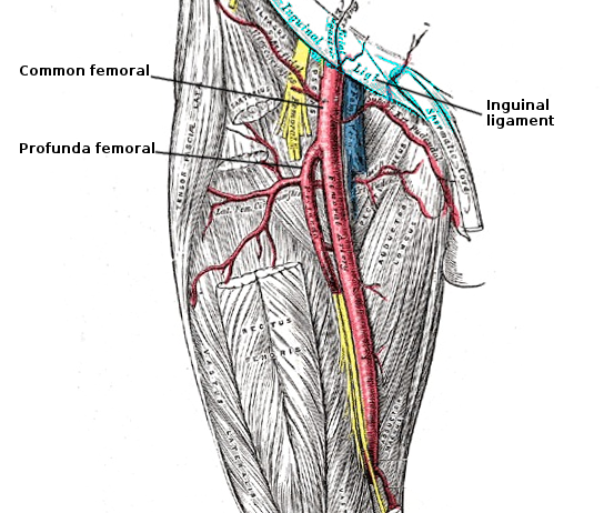 Femoral Arteries Anatomy