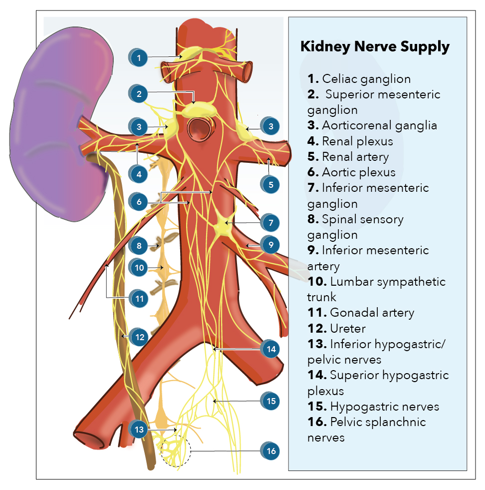 Anatomy, Abdomen and Pelvis, Kidney Nerves Article