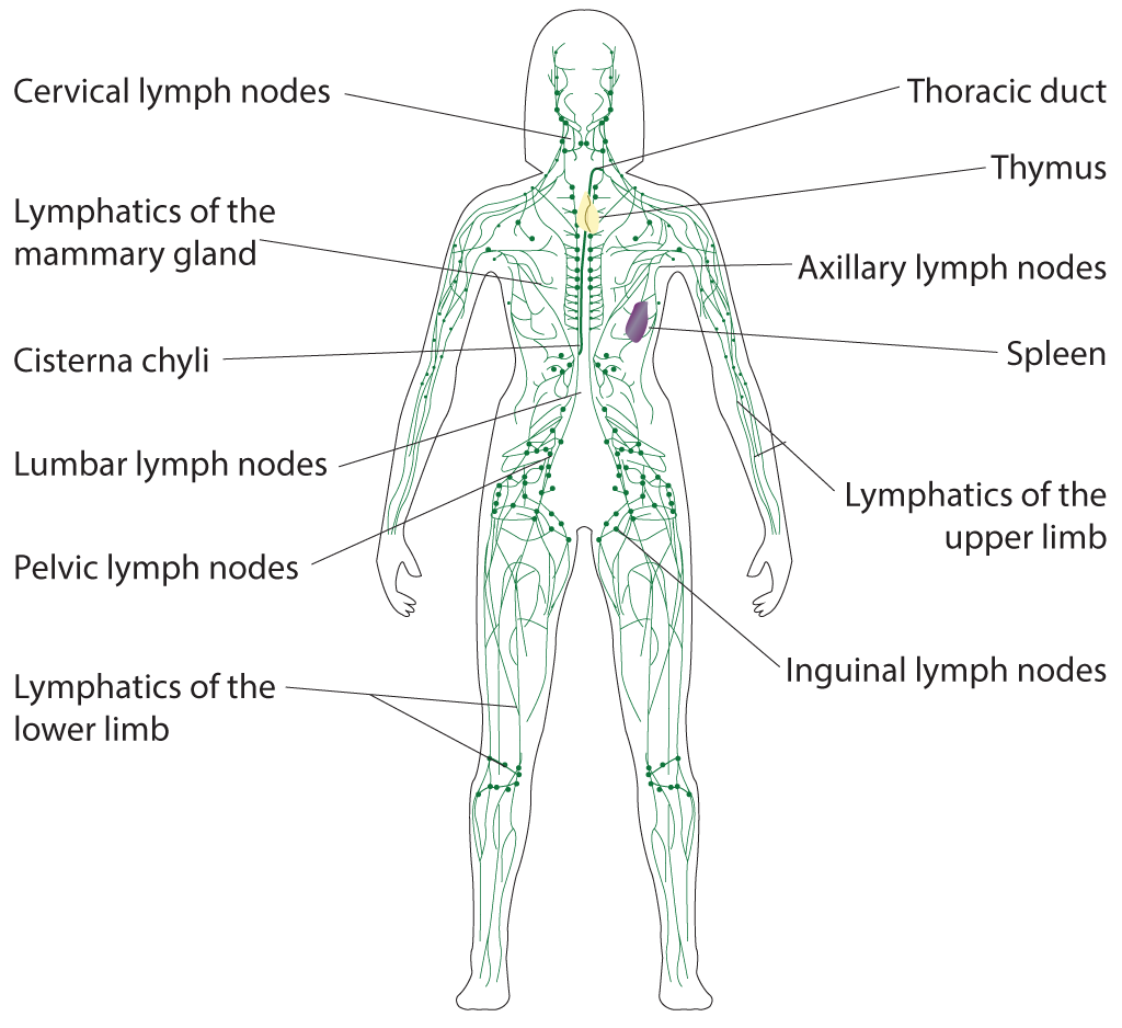 Лимфоузлы на теле женщины схема. Схема строения лимфоидной системы человека. Лимфатическая система анатомия схема. Лимфатическая система человека схема узлов. Лимфатическая система человека на английском.