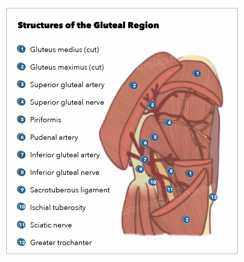 Anatomy Abdomen And Pelvis Inferior Gluteal Nerve Article