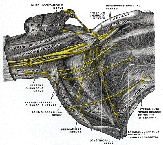 Anatomy Shoulder And Upper Limb Teres Major Muscle Article