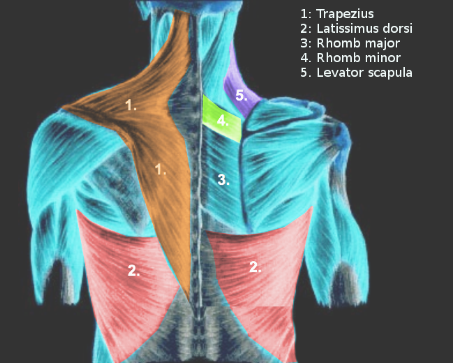 Anatomy, Back, Extrinsic Muscles Article
