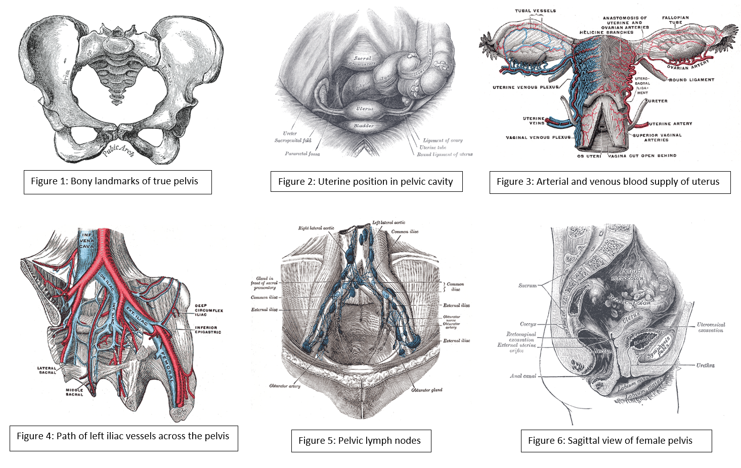 Female Pelvic Anatomy Ligaments
